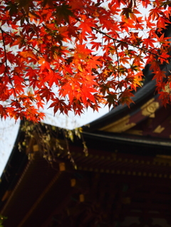 鹽竈神社の秋2015Ⅴ