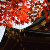 鹽竈神社の秋2015Ⅴ