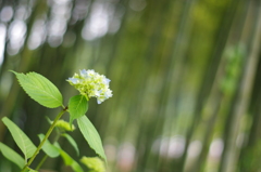 東沢バラ公園の紫陽花Ⅳ