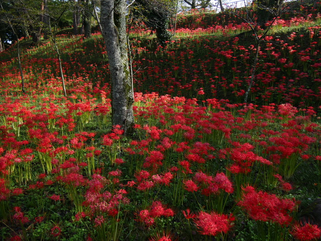 船岡城址公園の彼岸花Ⅱ
