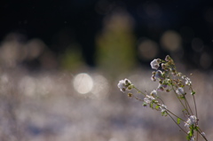 雪の花