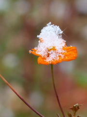 雪の朝