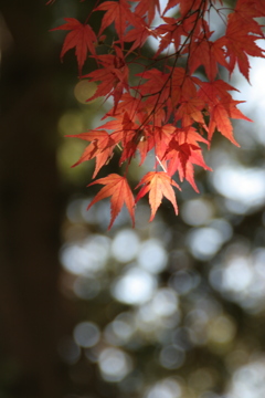 公園のモミジ2021