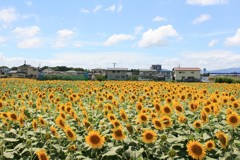 思いがけないヒマワリ畑