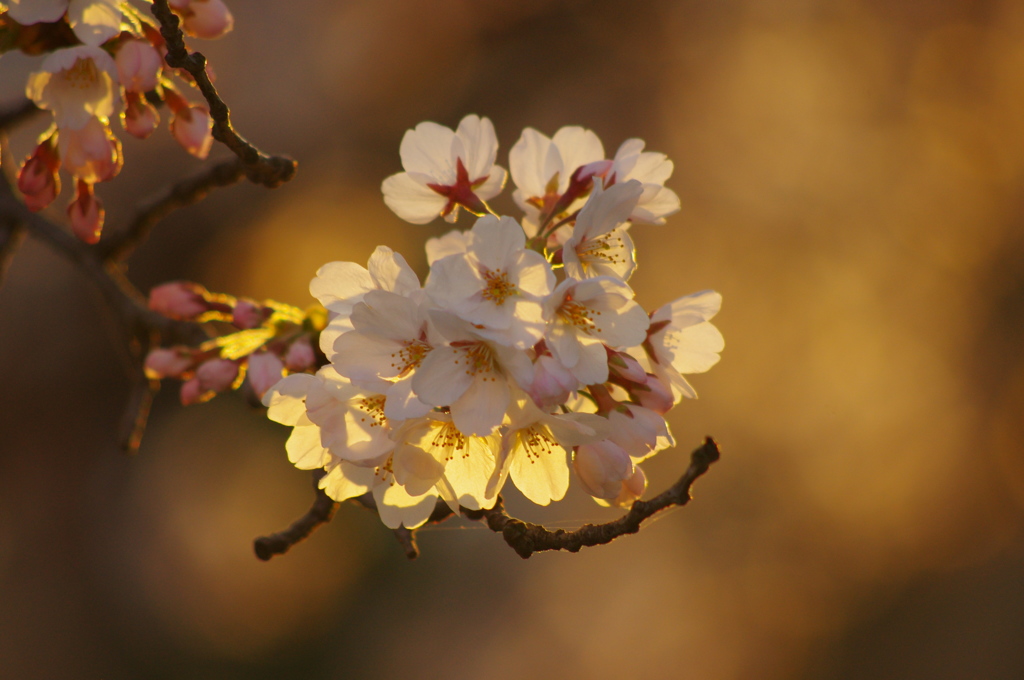 夕照桜Ⅱ
