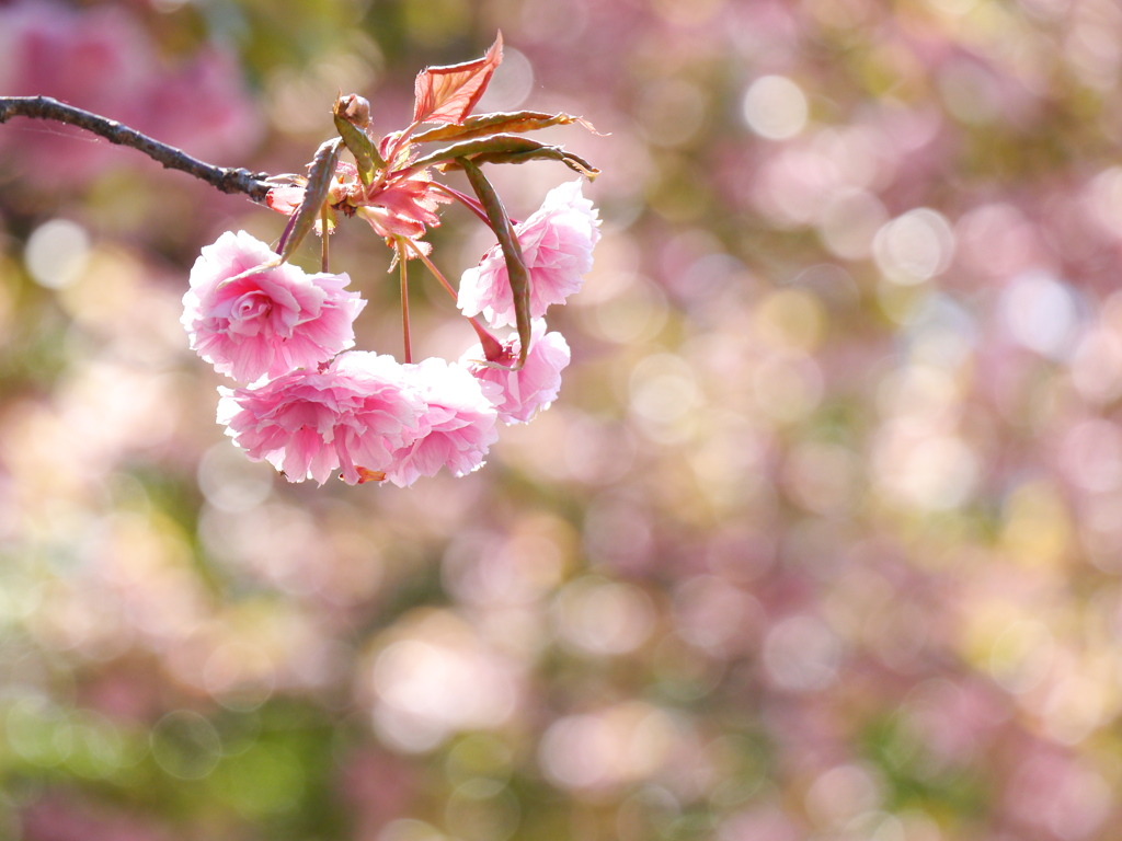 公園の八重桜Ⅲ