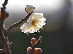 農業園芸センターの梅Ⅱ