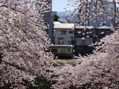 霞城公園の桜Ⅴ