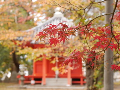 薬師堂のモミジⅣ