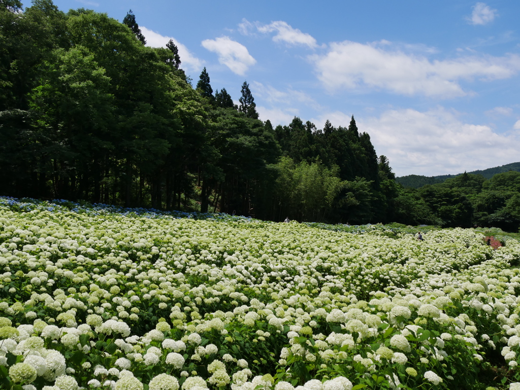 みちのくあじさい園の紫陽花2022Ⅱ