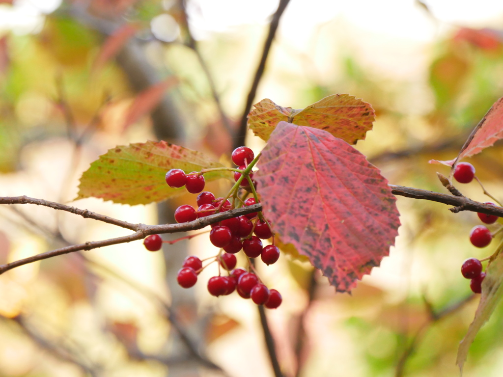 鳴子峡の紅葉Ⅳ