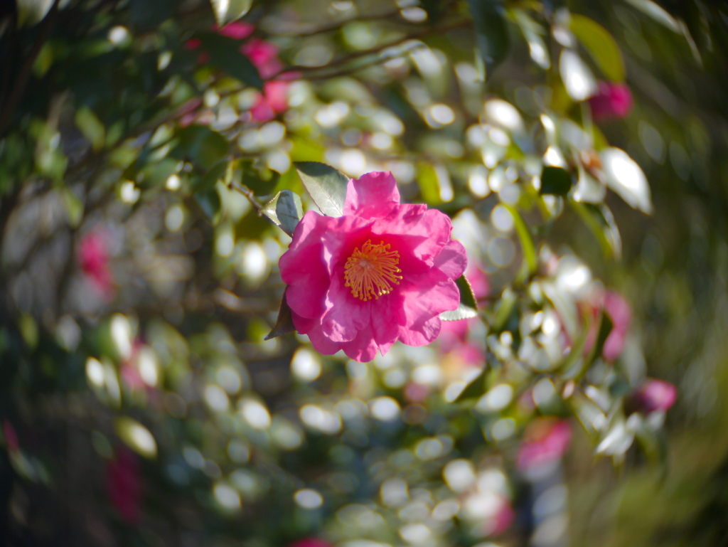 河原のサザンカⅢ