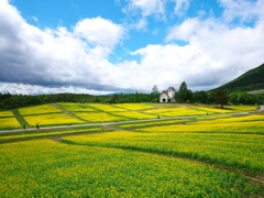 やくらいガーデンの菜の花畑2021Ⅴ