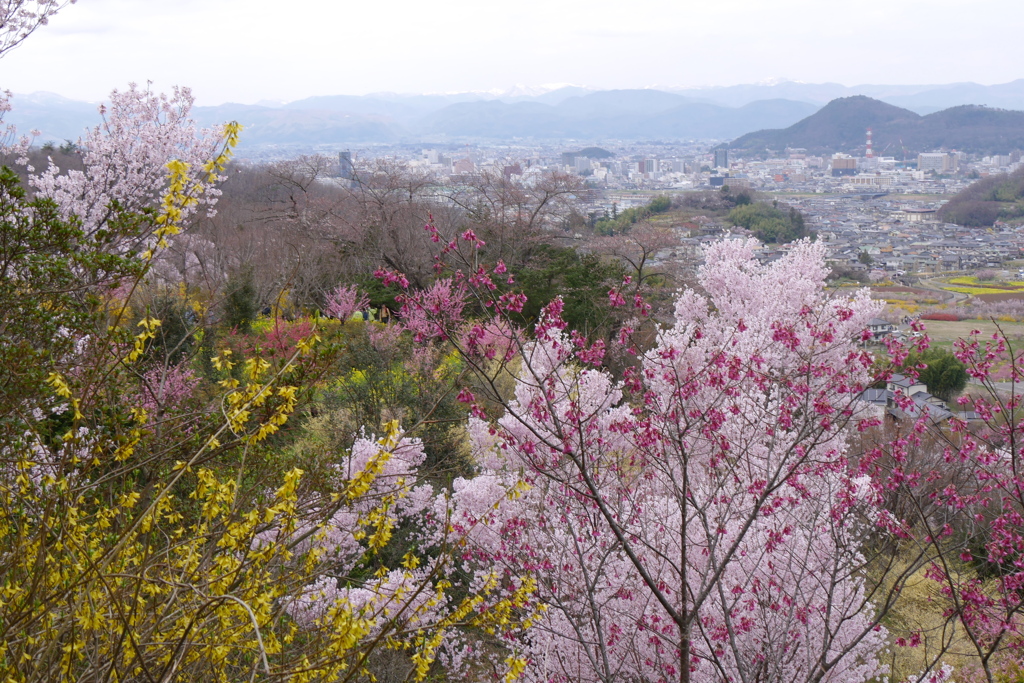 花見山公園2024Ⅸ