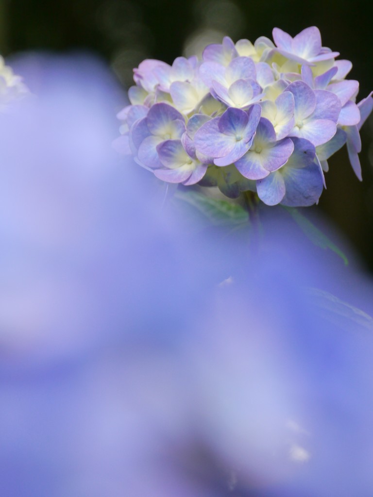 木陰の紫陽花Ⅲ