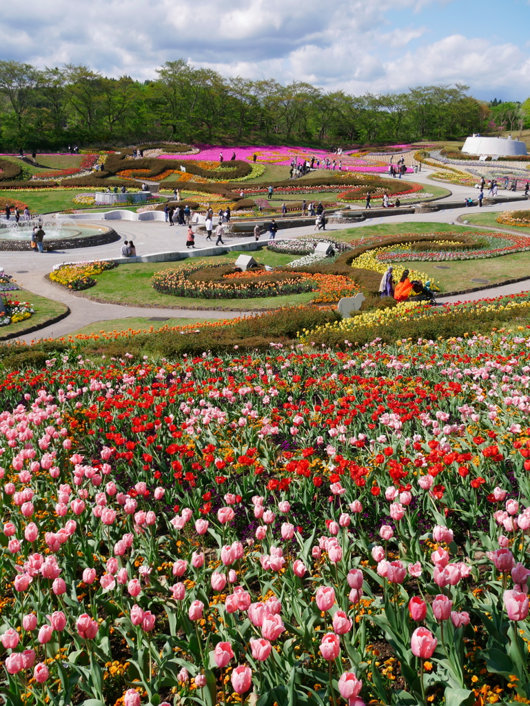 公園のチューリップⅢ
