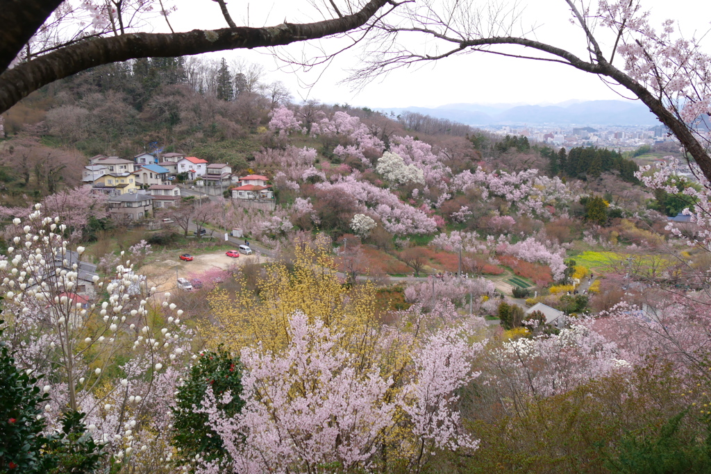 花見山公園2024Ⅵ