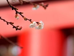 鹽竈神社の四季桜2026