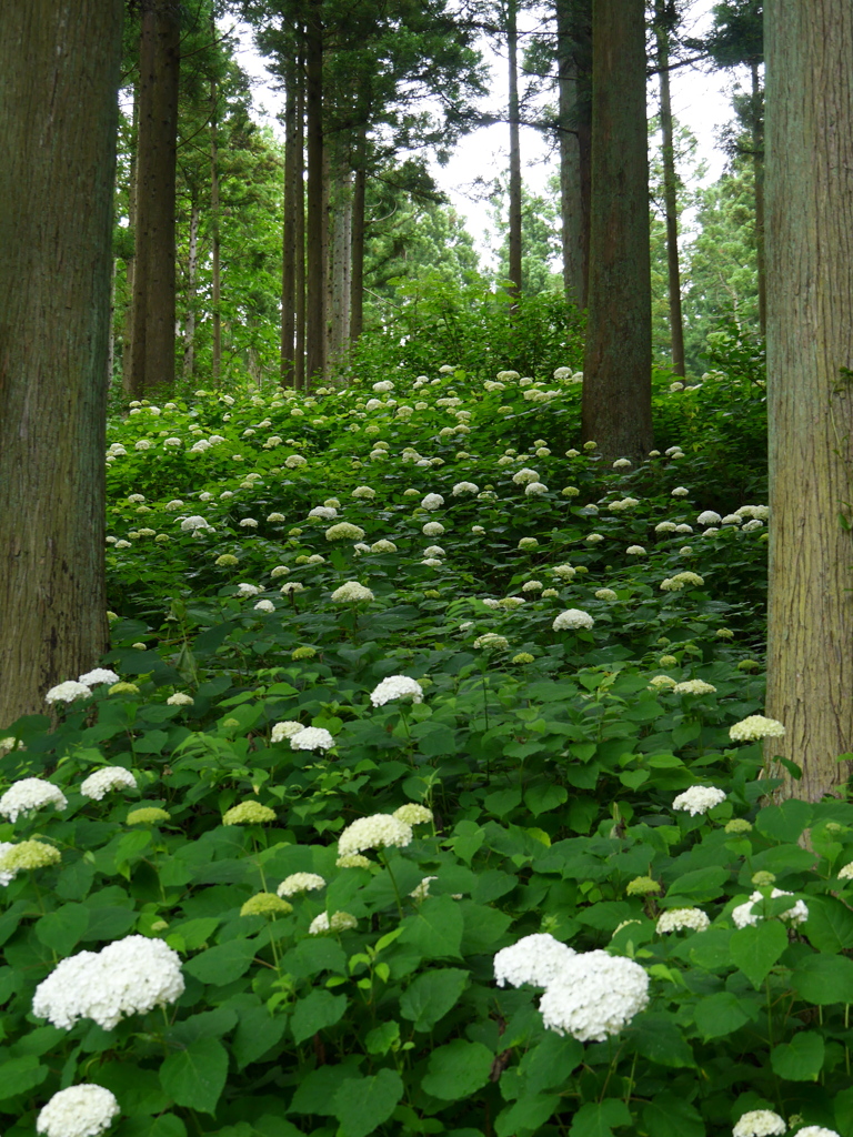 みちのくあじさい園の紫陽花Ⅷ