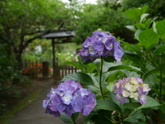 資福寺の紫陽花2025Ⅴ