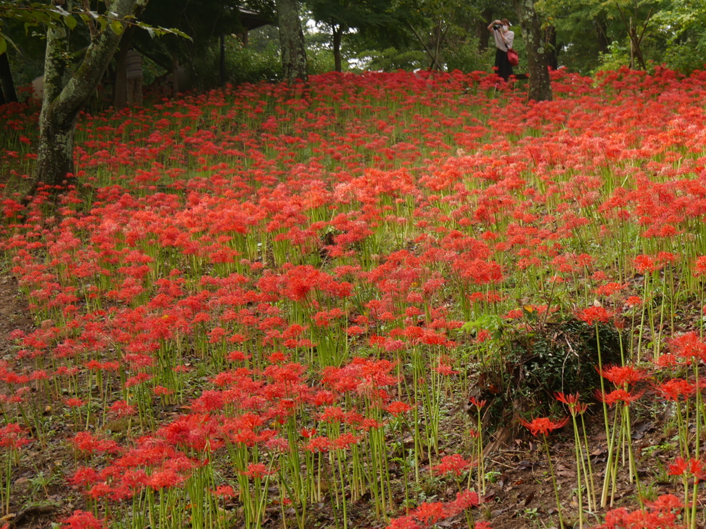 船岡城址公園の彼岸花
