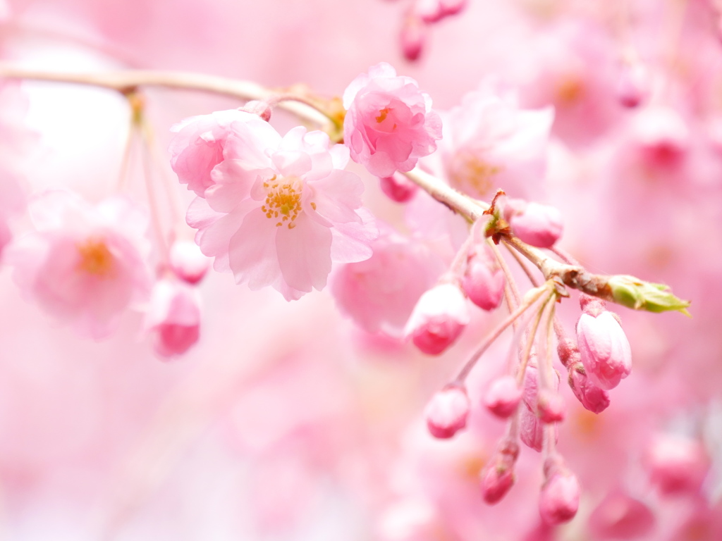 職場の枝垂桜2017Ⅲ