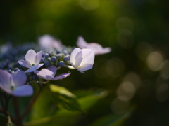 資福寺の紫陽花2022Ⅶ