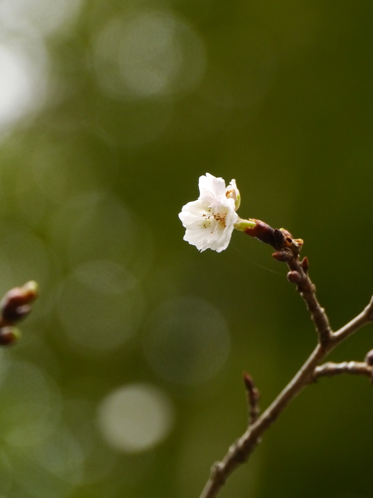 鹽竈神社の子福桜2023