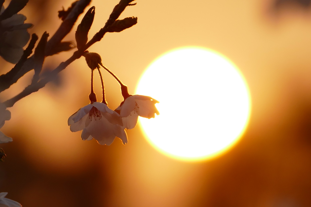 夕日を透かして