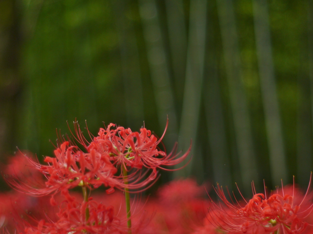 船岡城址公園の彼岸花Ⅹ