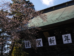 竹駒神社の四季桜2018