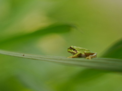 昭和万葉の森のアマガエル