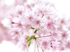 一番町の桜Ⅱ