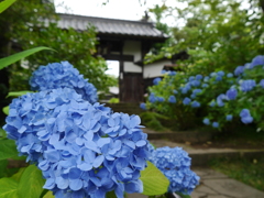 資福寺の紫陽花2020Ⅱ