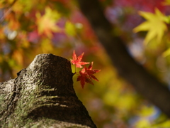 公園のモミジⅡ