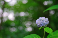 木陰の紫陽花