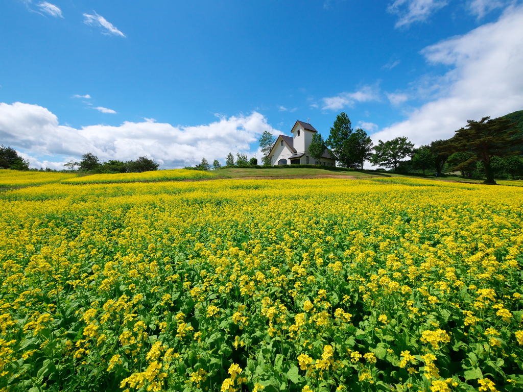 やくらいガーデンの菜の花畑2021