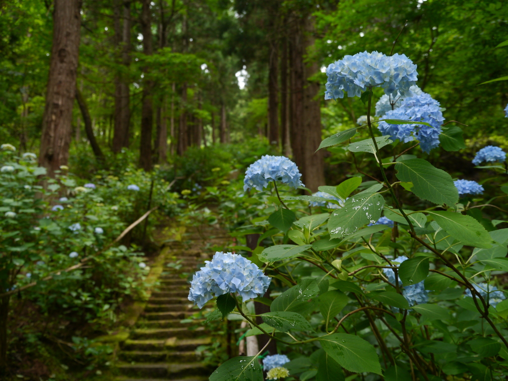 出塩文殊堂の紫陽花Ⅳ