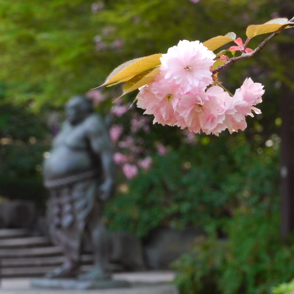 公園の八重桜Ⅲ