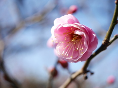 農業園芸センターの紅梅2026