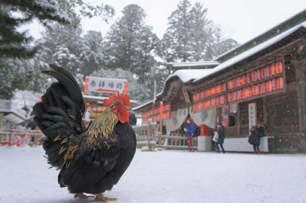 元朝参りⅢ