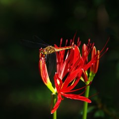 Red&Red