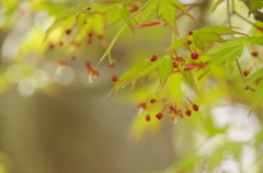 もう一つの開花