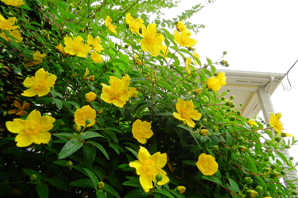 庭のキンシバイ