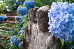 あじさい寺 高源院