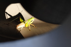 スポットライト