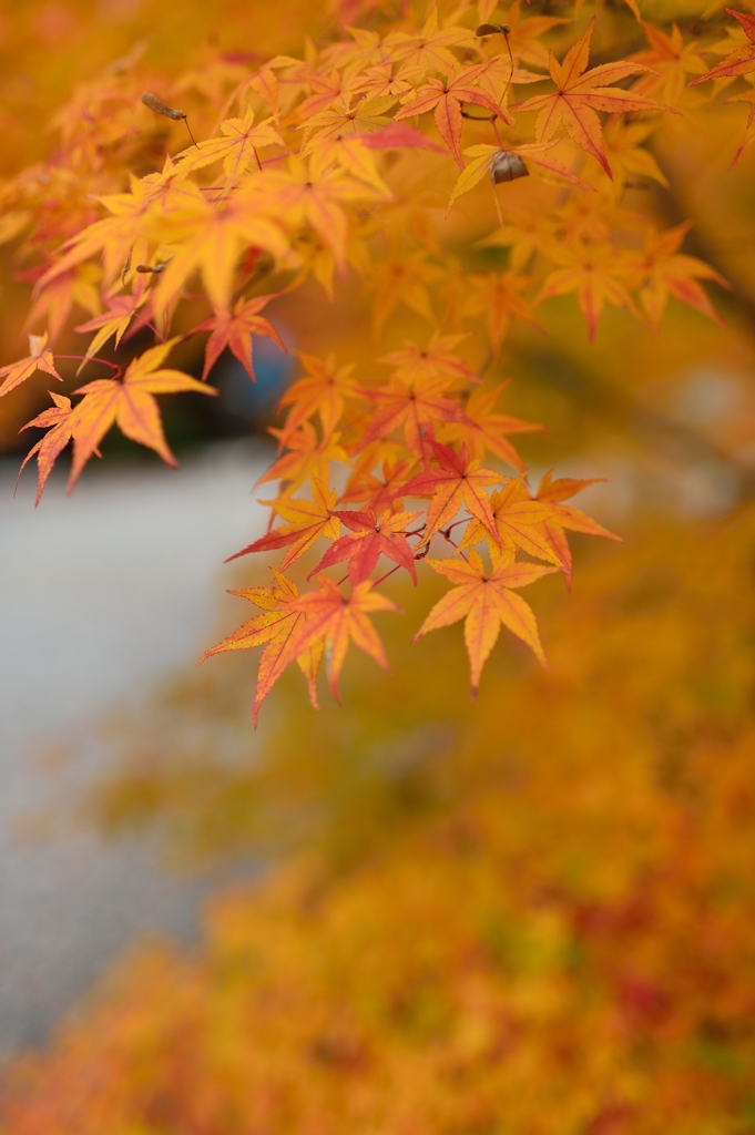 黄葉から紅葉へ