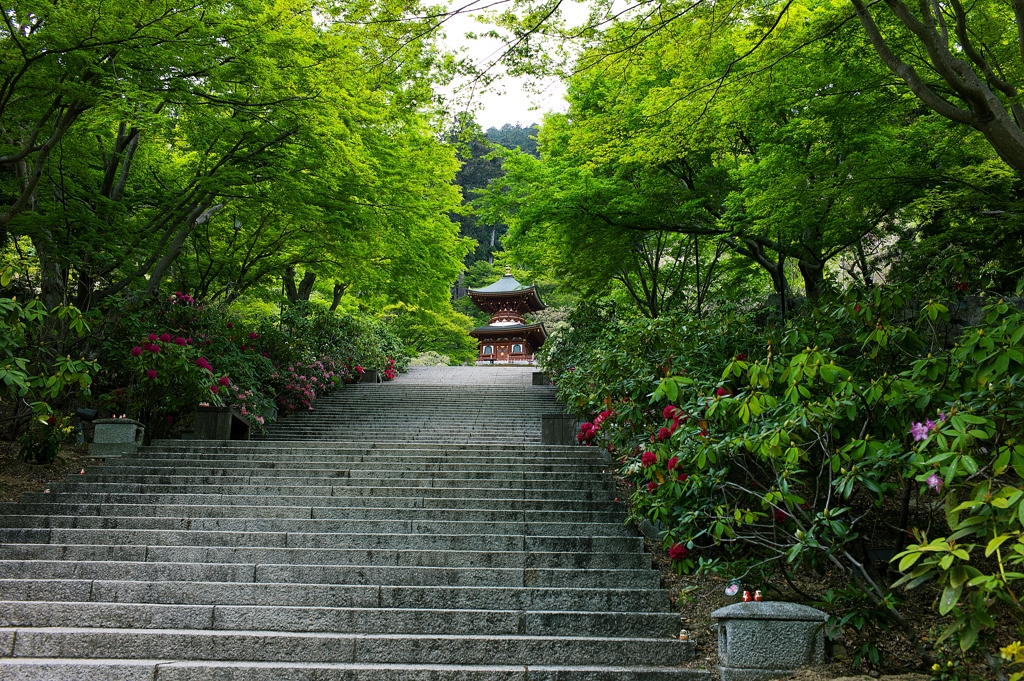 新緑を歩く