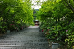 新緑を歩く