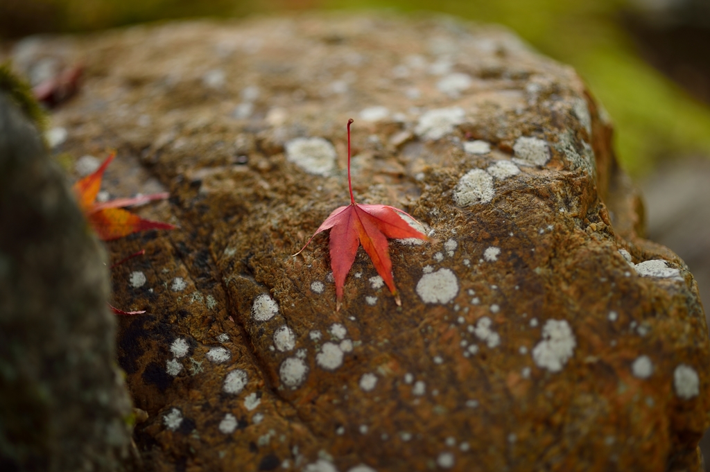 今年の紅葉は綺麗